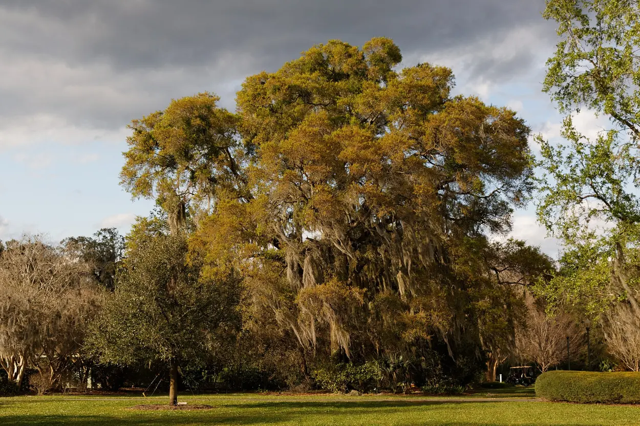 A live oak hung with Spanish moss on the lawn at Harry P. Leu Gardens in Orlando