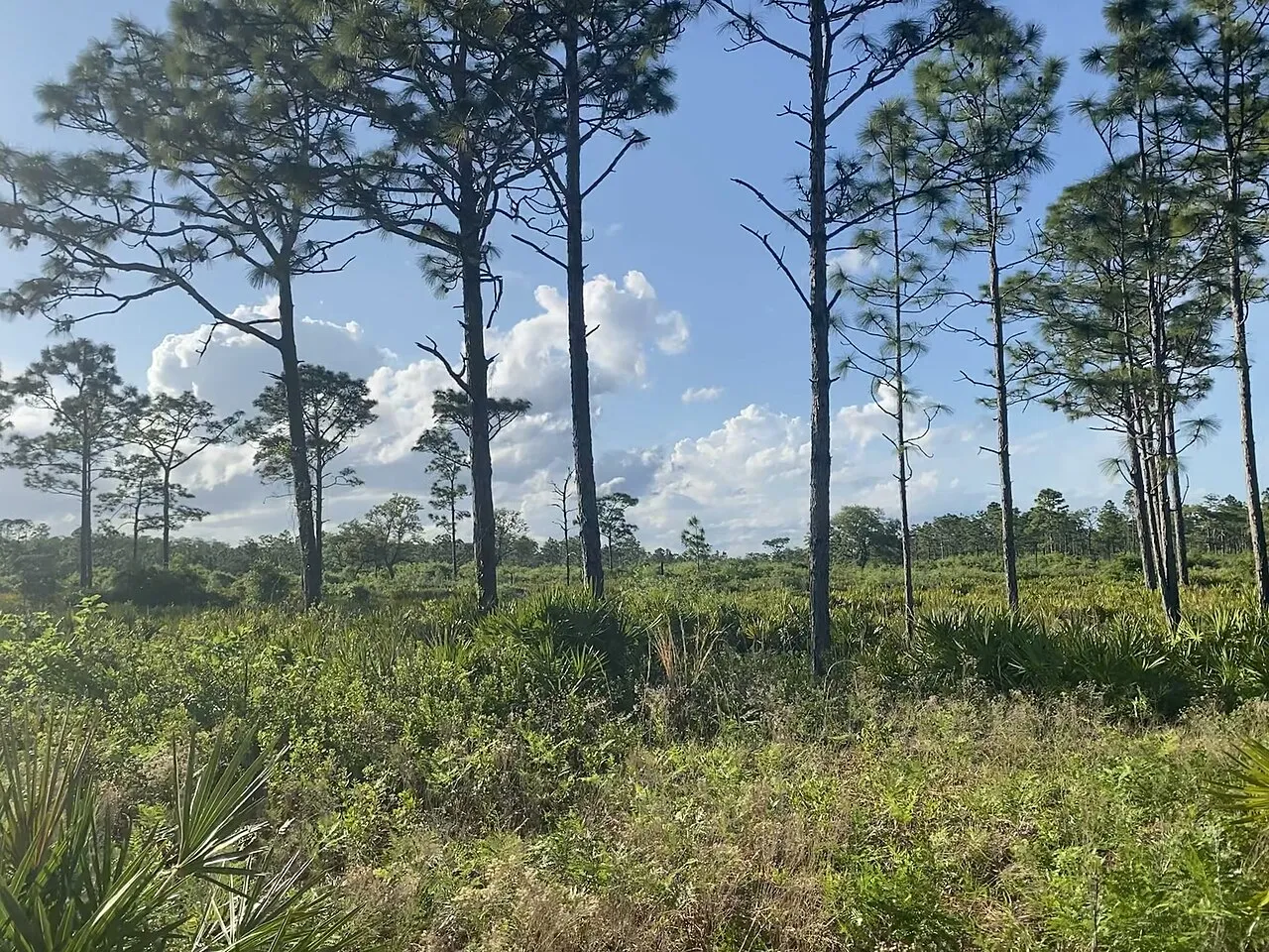 Pine flatwoods at Split Oak Forest, one of the preserves on the Green PLACE Hiking Spree list.
