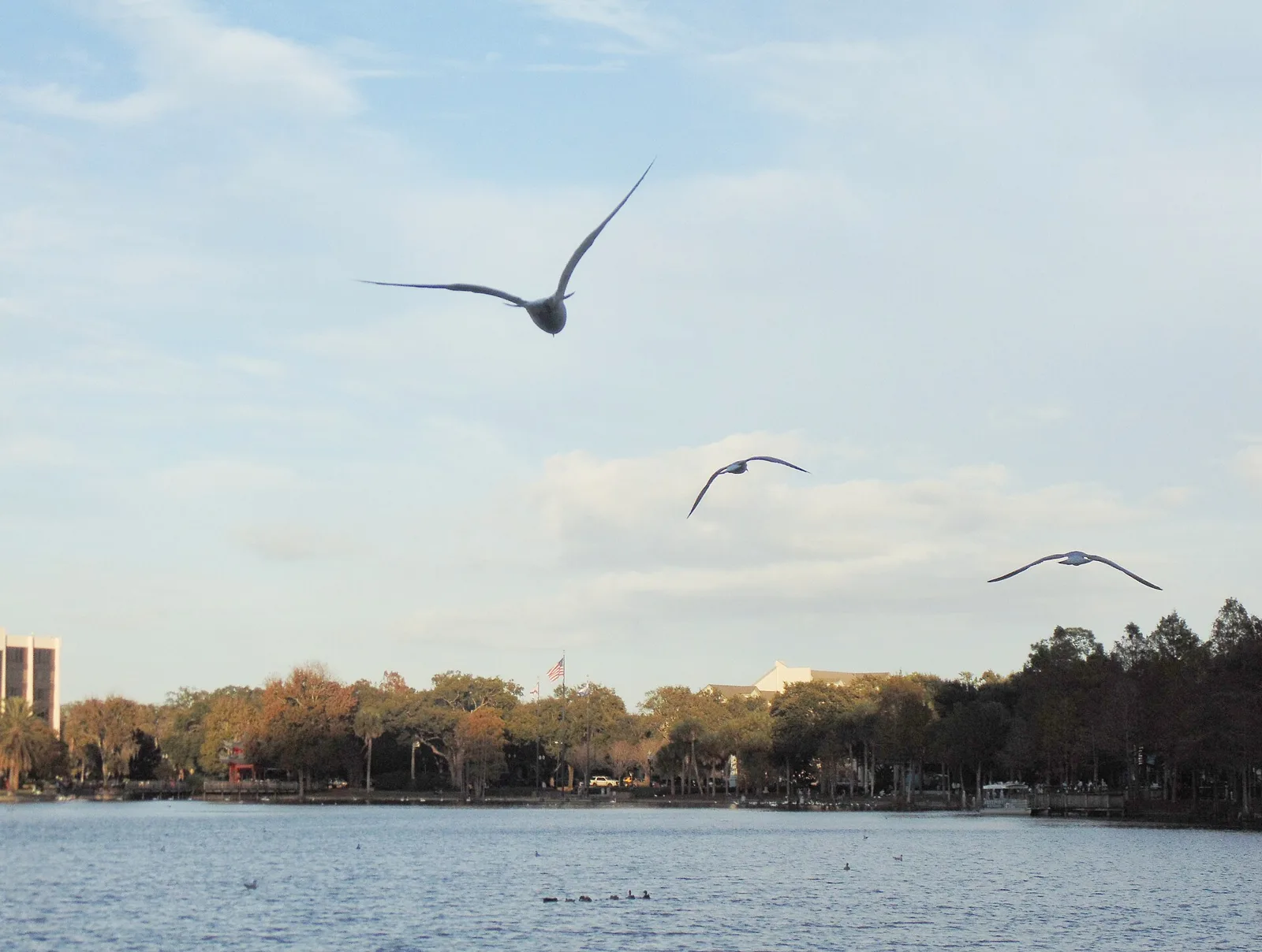Gulls over Lake Eola in downtown Orlando, where the half marathon and 5K start and finish